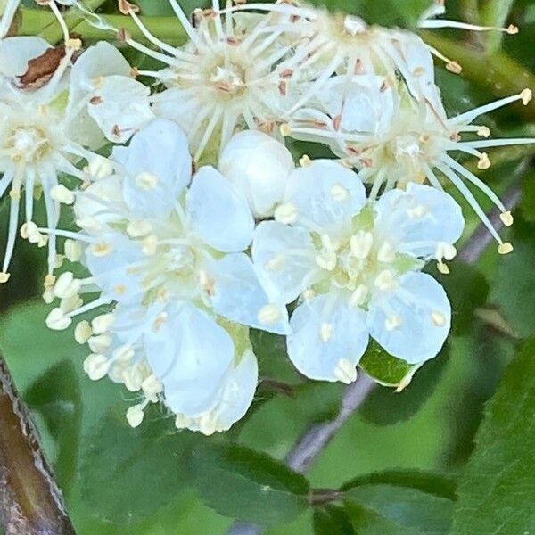 Hedlundia mougeotii Flower