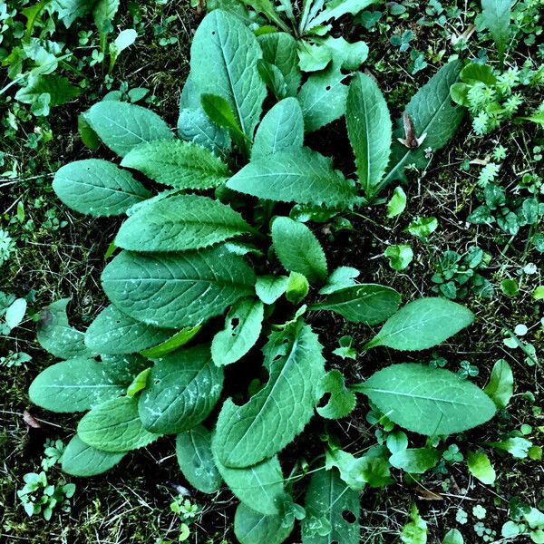 Carduus personata Hoja