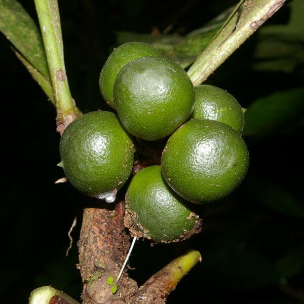 Clavija costaricana Fruit