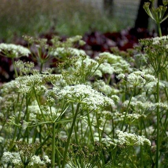 Meum athamanticum Flor