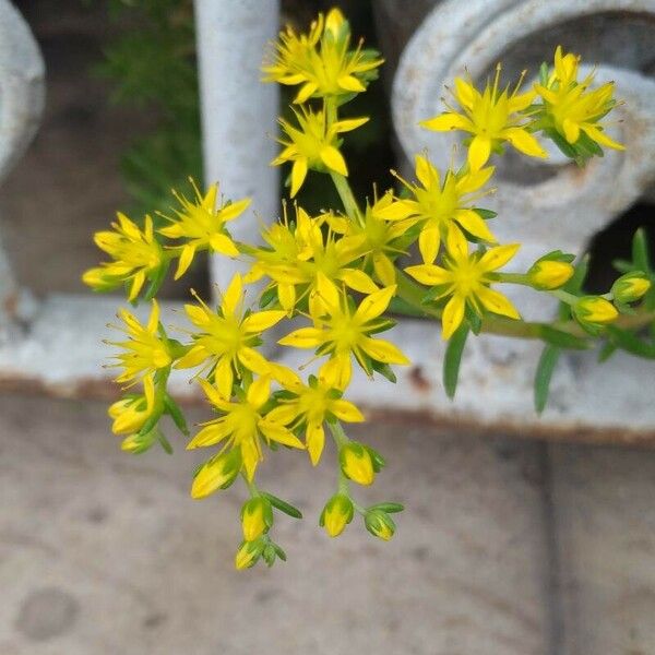 Sedum sarmentosum 花