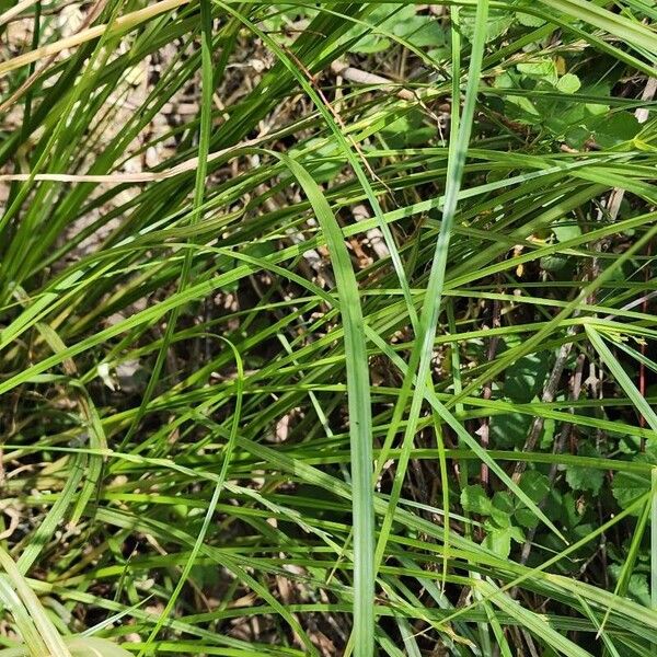 Cyperus serotinus Ліст