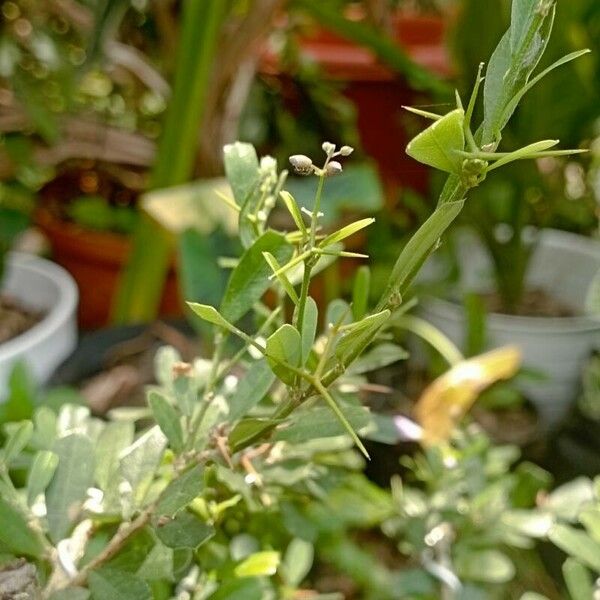 Desmodium paniculatum Folio