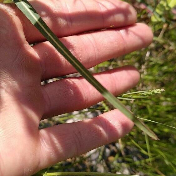 Lactuca saligna Frunză