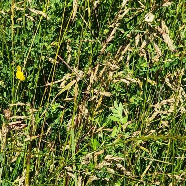 Bromus secalinus Flor