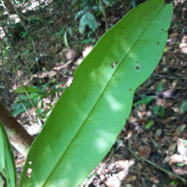 Diospyros diepenhorstii Blatt