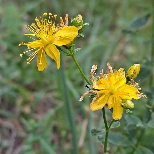 Hypericum pulchrum Flower