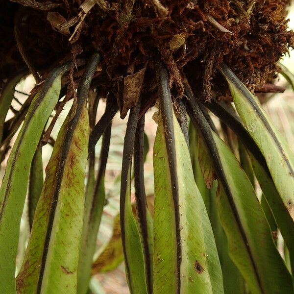 Asplenium africanum その他の提案