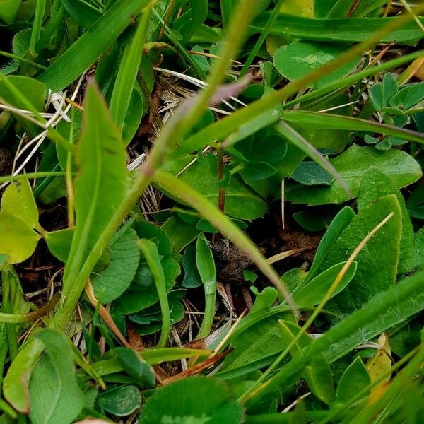 Phleum alpinum Folio