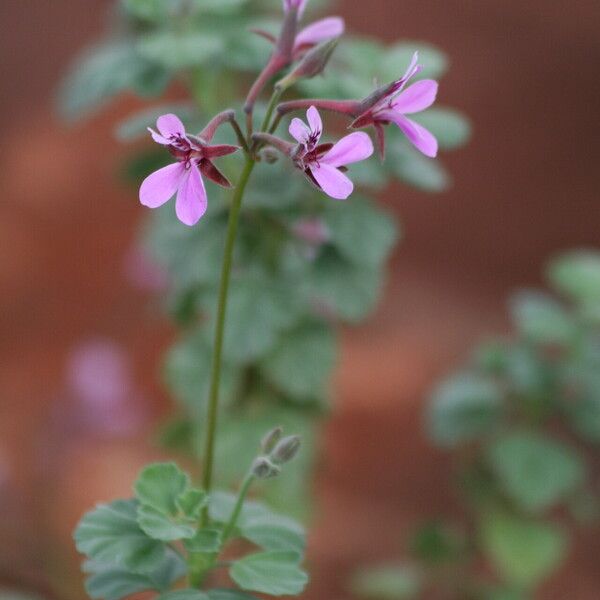 Pelargonium exstipulatum (Scented pennyroyal)