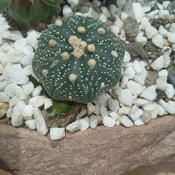 Astrophytum asterias Λουλούδι