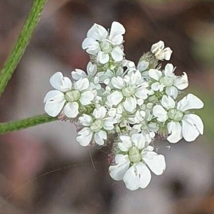 Torilis arvensis Flor