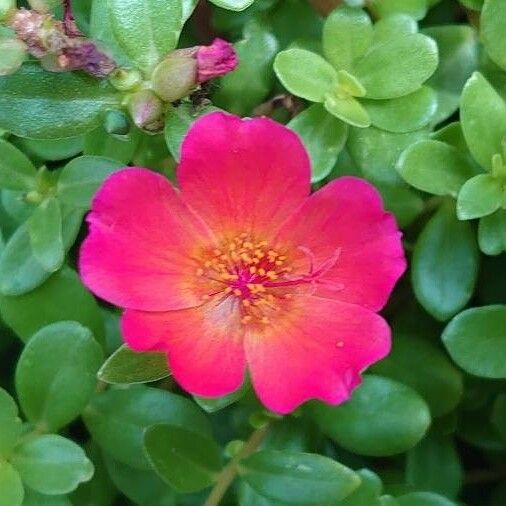 Portulaca grandiflora Õis