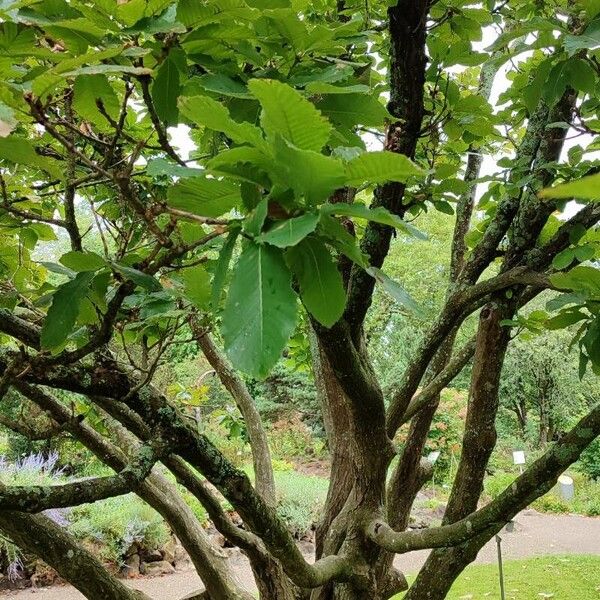 Quercus pontica Pokrój