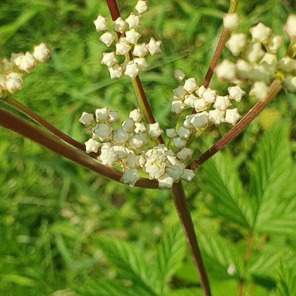 Filipendula ulmaria Blomst