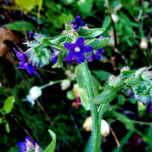 Anchusa officinalis Cvet