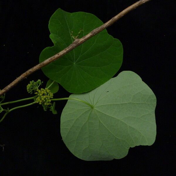 Cissampelos pareira Habitat