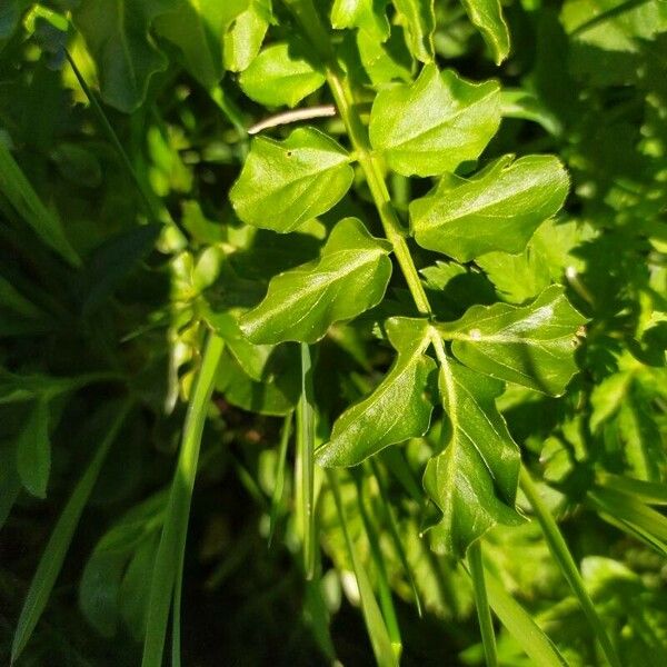 Cardamine amara Leaf