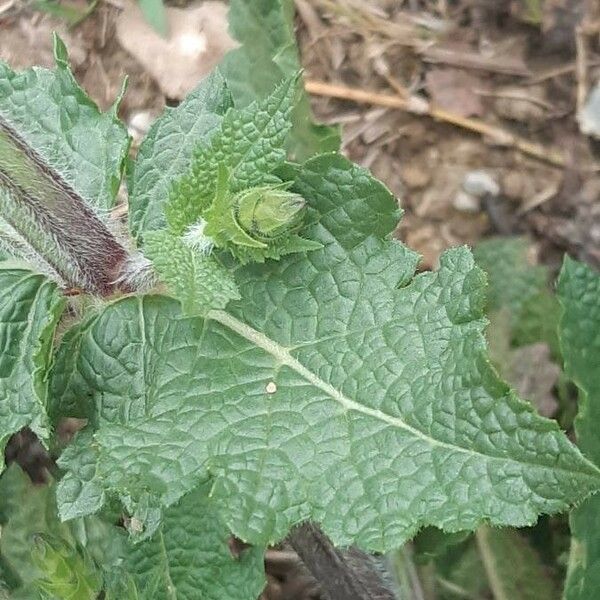 Salvia verbenaca Leaf