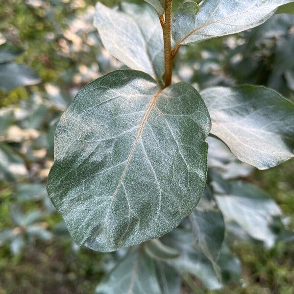 Elaeagnus commutata Fuelha