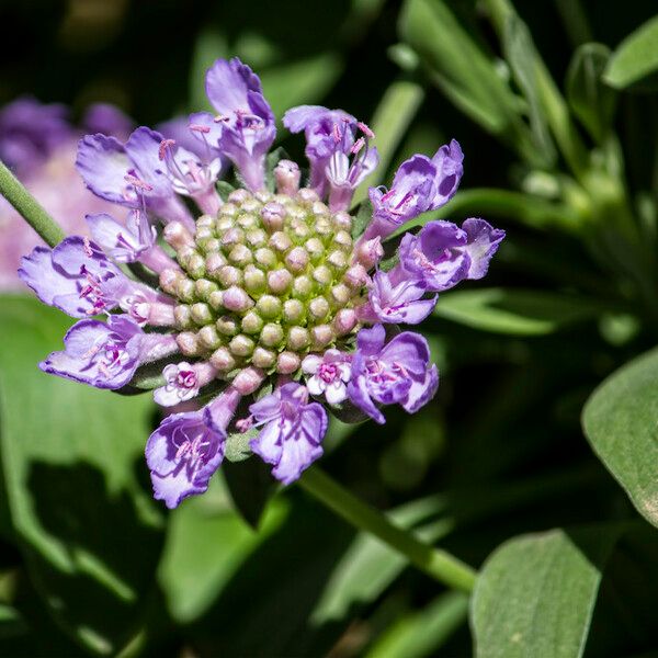 Lomelosia cretica Blomst