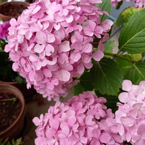 Hydrangea spp. 花