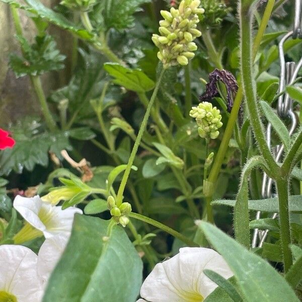 Persicaria lapathifolia Flor