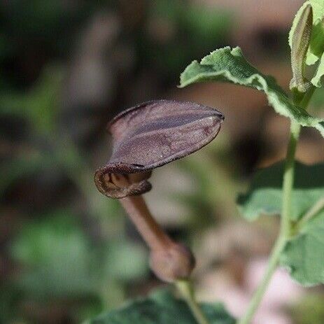 Aristolochia pistolochia Λουλούδι