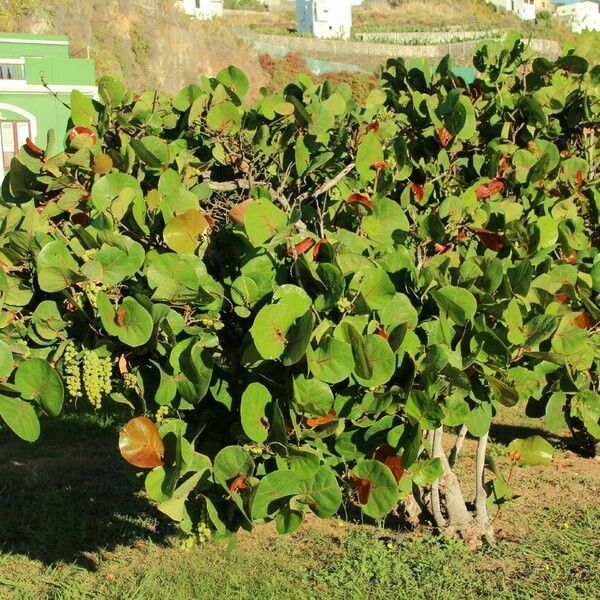 Coccoloba uvifera Hábito