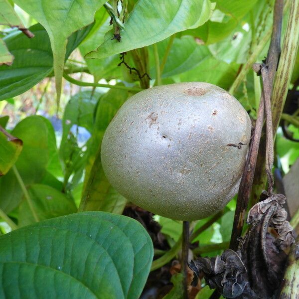 Dioscorea bulbifera Frukt