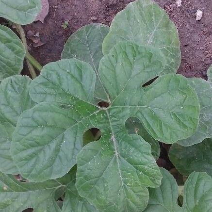 Cucumis anguria Fuelha