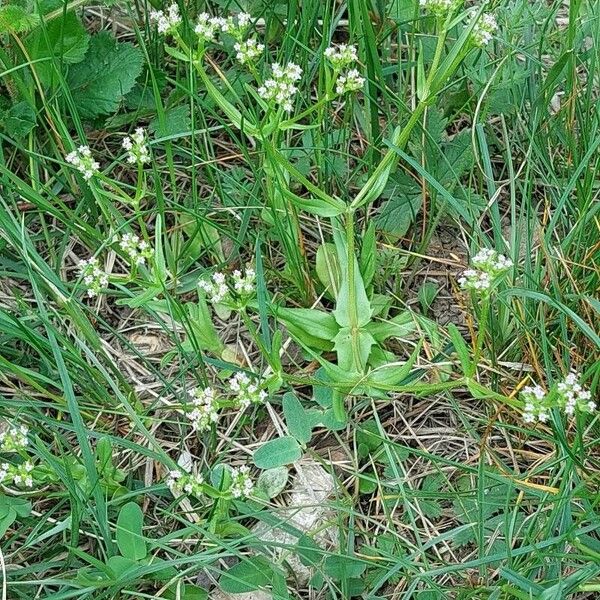 Valeriana dentata Habitus