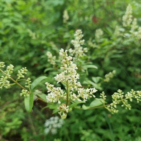 Ligustrum vulgare Кветка