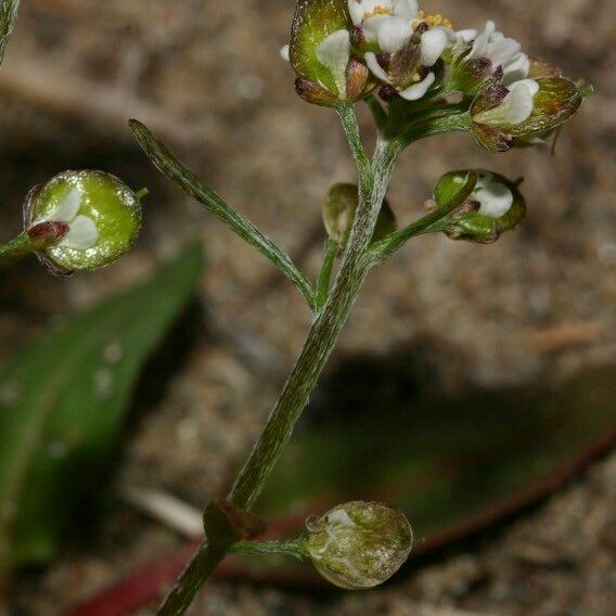 Lobularia libyca Flower