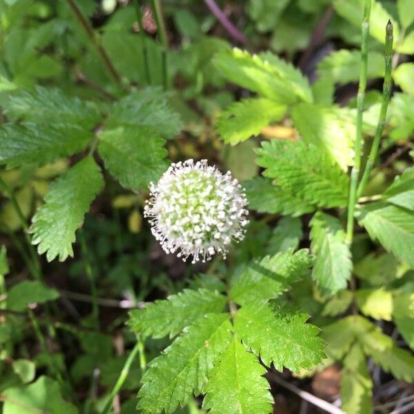 Acaena ovalifolia Άλλα