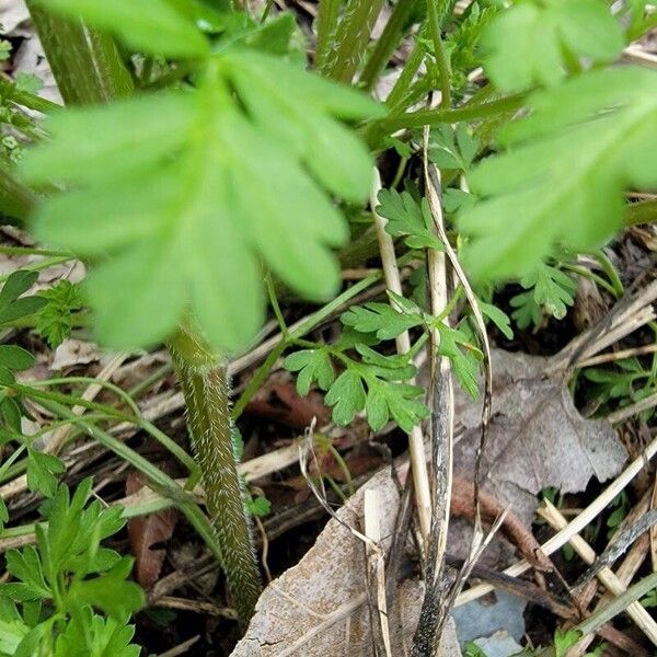 Chaerophyllum tainturieri خشب