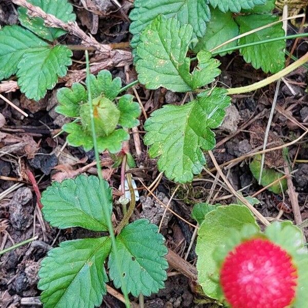 Potentilla indica عادت داشتن