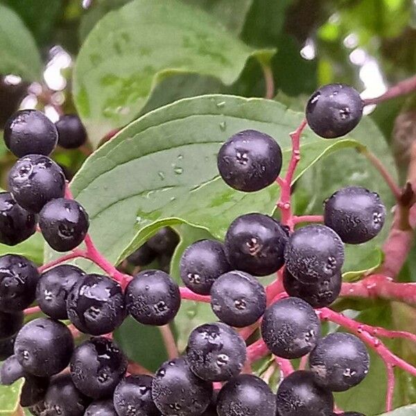 Cornus sanguinea 果實