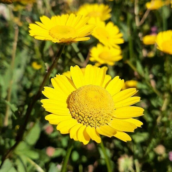 Coleostephus myconis Flower