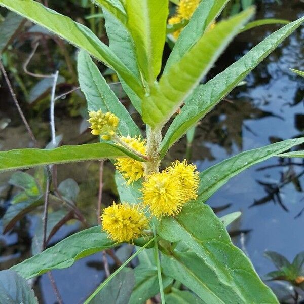 Lysimachia thyrsiflora Flors