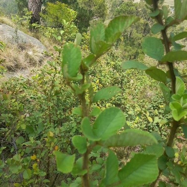 Rubus ellipticus 葉