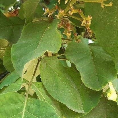 Fernandoa adenophylla 葉