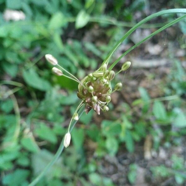 Allium oleraceum Кветка
