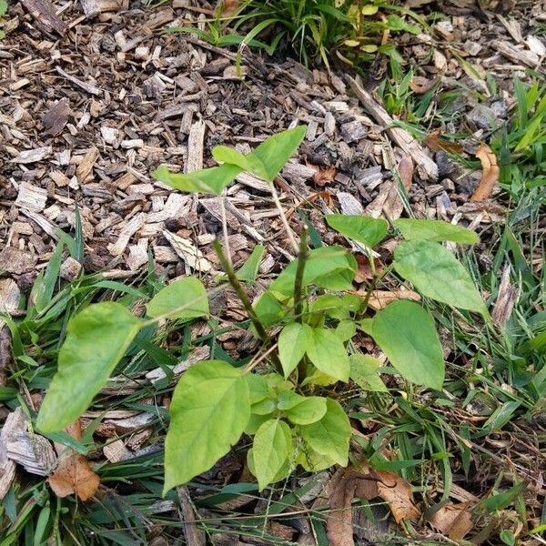 Catalpa speciosa Blad