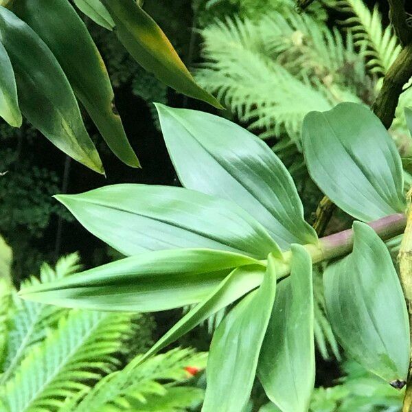 Dendrobium victoriae-reginae Hoja