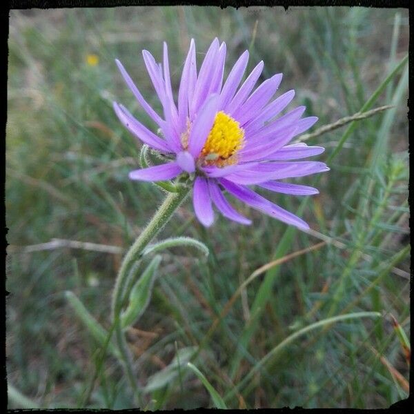 Aster alpinus Kvet