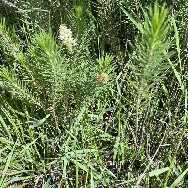 Asclepias linaria Elinympäristö