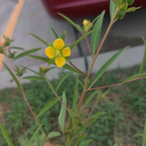 Ludwigia alternifolia Fleur