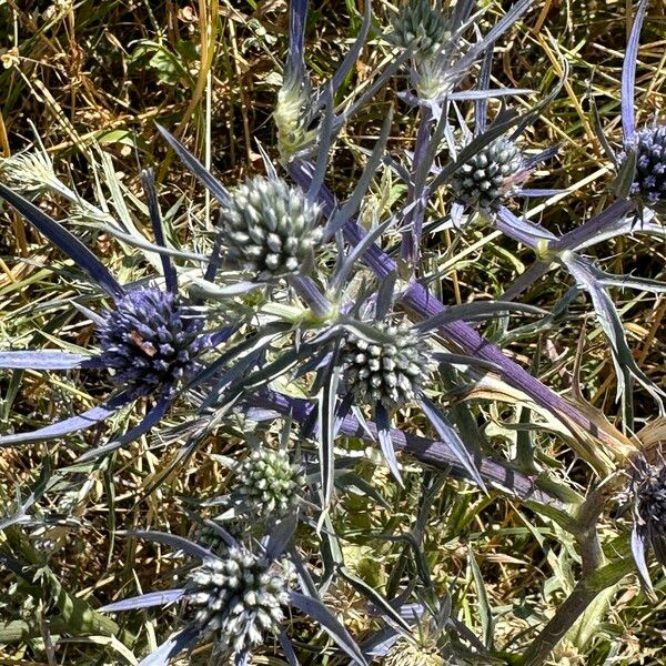 Eryngium amethystinum 花