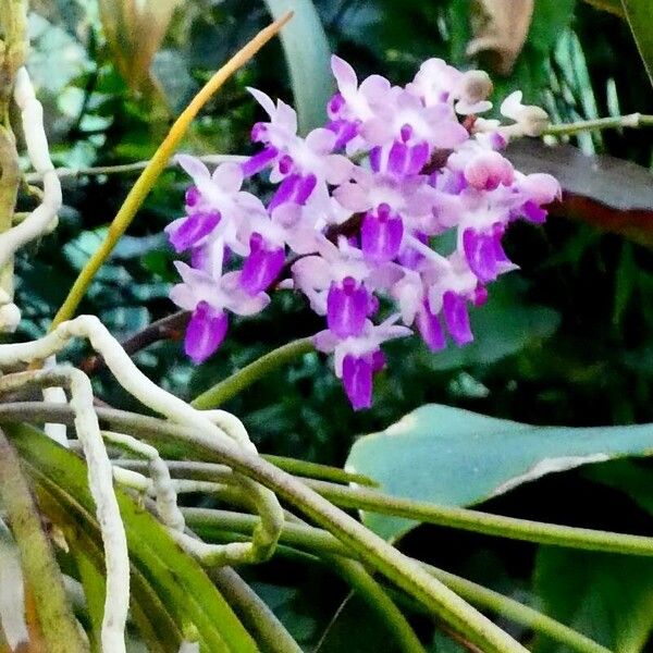 Rhynchostylis gigantea Квітка